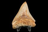 Serrated, Fossil Megalodon Tooth - West Java, Indonesia #145251-2